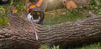 Best Root Management and Removal  in Monona, WI