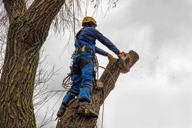 Best Fruit Tree Pruning  in Monona, WI