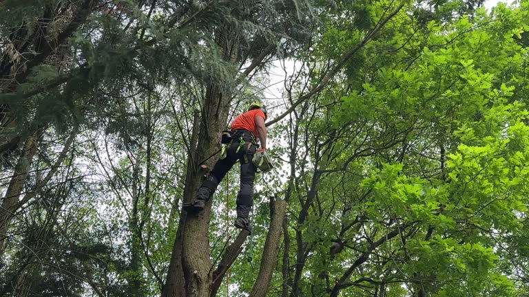 Best Stump Grinding and Removal  in Monona, WI